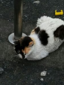三毛猫お母さん_20160630_171335