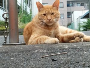 猫の肘