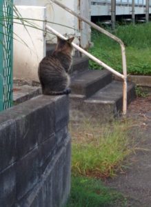 猫の後ろ姿