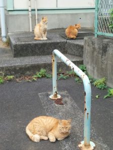 野良猫の家族