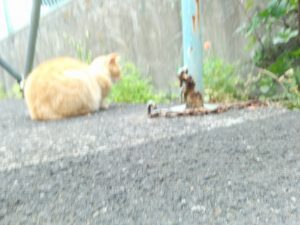 え