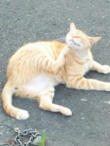 猫が顎を掻いている