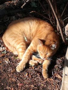 お昼寝している猫